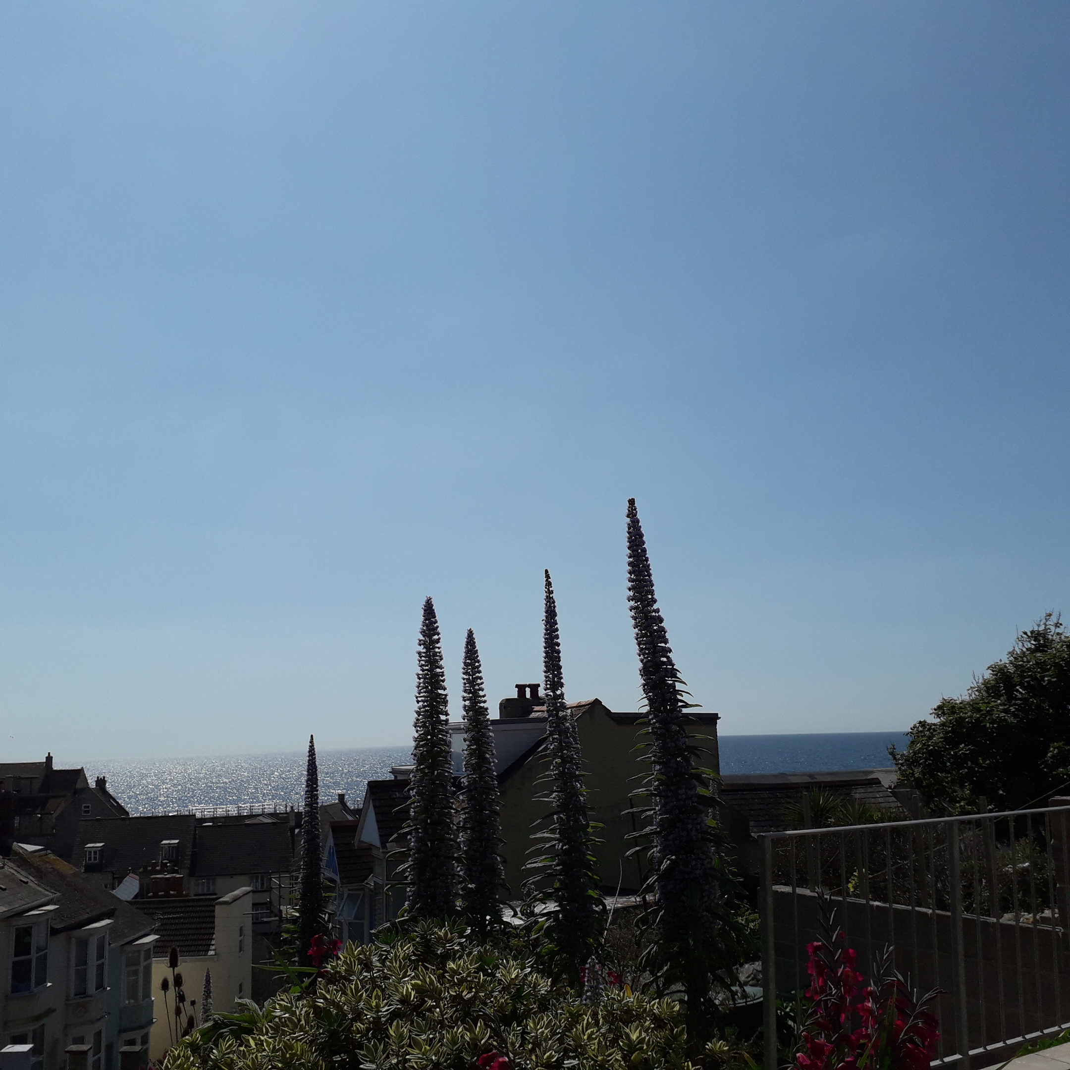 cottages by the coast microclimate echium pininana